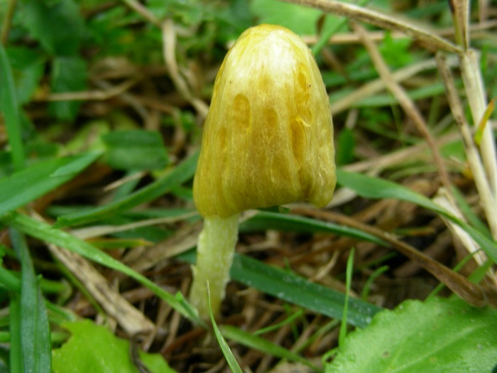 587 Febbraio vecchio ritrovamento